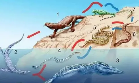 Tổ tiên loài rắn đã mất đôi chân như thế nào sau 26 lần tiến hóa?
