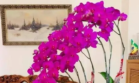 7 loại hoa cuối năm nhất định phải mua để giải trừ vận đen, kéo tài lộc vào nhà