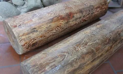 Loài gỗ quý Việt Nam chỉ 3 nước có: Giá 250 triệu/m2, suýt tuyệt chủng vì tin đồn chữa được ung thư