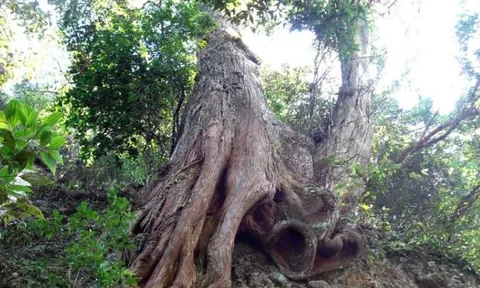 Loại gỗ quý hiếm top đầu Việt Nam nằm trong sách đỏ, thuộc nhóm 1 nguy cấp: Mùi thơm độc nhất vô nhị