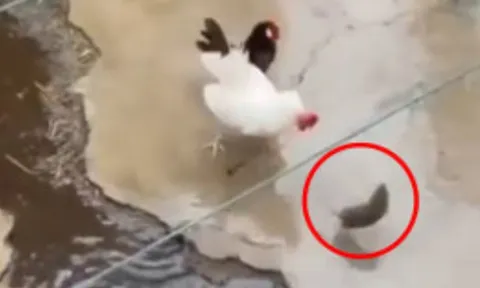 CLIP: Hung hãn đối đầu gà trống, chuột nhận đòn "knock out" chí mạng