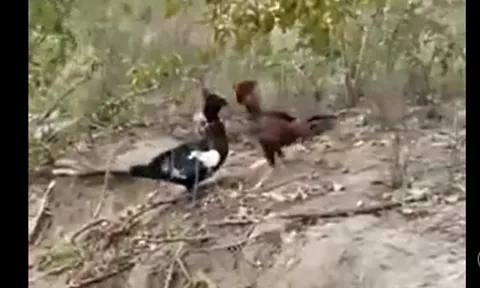 CLIP: Bất ngờ "lật ngược" thế cờ, gà trống khiến ngan phải bỏ chạy trong trận chiến căng thẳng