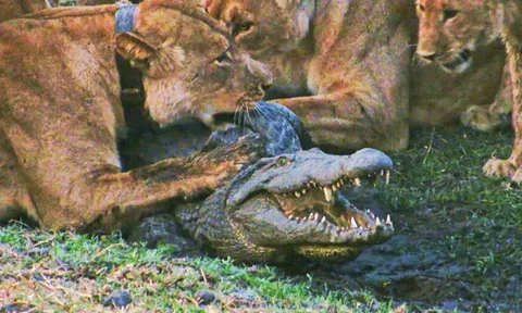 CLIP: Quân đoàn sư tử hợp sức hạ sát và ‘xẻ thịt’ cá sấu khổng lồ