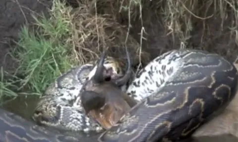 CLIP: Ngỡ ngàng trước cảnh trăn khổng lồ nuốt chửng linh dương