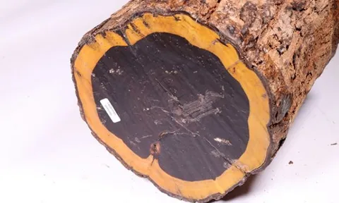 Loại gỗ có màu đen đắt đỏ nhất thế giới đang bị ‘đe dọa’: Giá hơn 2 tỷ 1 tấm, có khả năng chống cháy
