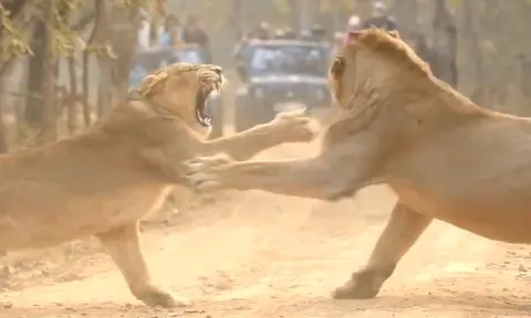 CLIP: Sư tử "đanh đá", thách thức quyền uy tối thượng của sư tử đực