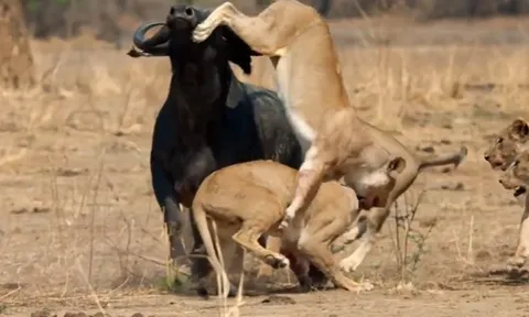 CLIP: Đàn sư tử đói lao vào tấn công, trâu rừng phản đòn ngoạn mục