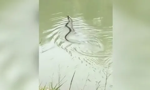 CLIP: Hổ mang chúa truy sát và nuốt chửng đồng loại