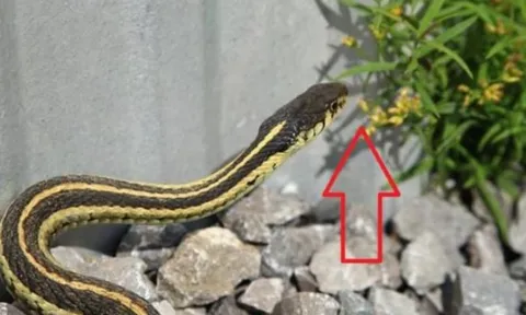 Hai loại hoa khiến rắn khiếp sợ, trồng một cây trong nhà rắn sẽ 'chạy mất vía'