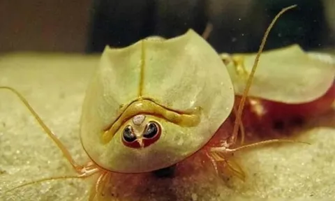 Loài hóa thạch sống sống sót qua 3 lần tuyệt chủng trong 400 triệu năm, giờ lại trở thành thức ăn cho gà, bạn có tin được không?