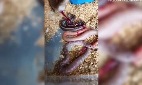 CLIP: Rùng mình trước cảnh trăn mẹ "khổng lồ" hạ sinh con