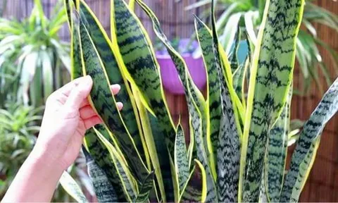 Khi trồng cây lưỡi hổ, bạn chỉ cần thực hiện 'bốn điều' đơn giản, lá sẽ dày và có nhiều chồi non mọc lên tua tủa