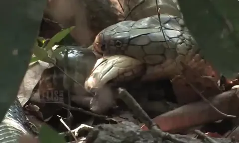 CLIP: Hãi hùng trước cảnh hổ mang chúa đực tàn nhẫn ăn thịt bạn tình trong rừng sâu