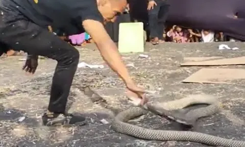 CLIP: Chọc tức hổ mang chúa, người đàn ông nhận cái kết đắng cho hành động liều lĩnh của mình