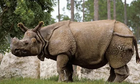 Khám phá 10 loại thú quý hiếm nhất trong sách đỏ, được cả thế giới chung tay bảo tồn: Có 1 loại đã bị tuyên bố tuyệt chủng ở Việt Nam