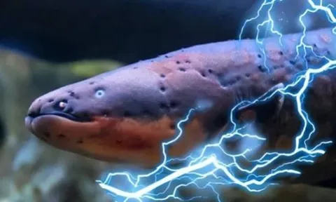 Bí ẩn loại cá dài đến 2m là 'quái vật Amazon': Phóng điện 860 Volt hạ gục cá sấu, có khả năng gây tử vong cho người