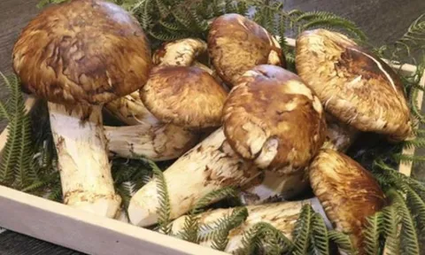 Việt Nam sở hữu loại nấm cực quý hiếm, đắt đỏ nhất thế giới, có khả năng ẩn mình như tắc kè