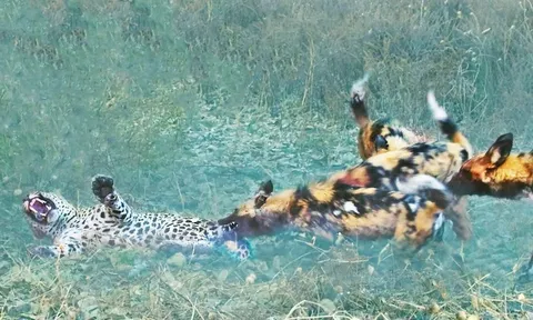 CLIP: Báo hoa mai sát hại chó hoang con và cái kết thê thảm cho kẻ ‘sát nhân’