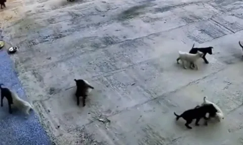 CLIP: "Cuộc đại chiến chưa từng có" giữa băng chó đen và chó trắng