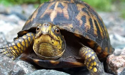 5 loài vật ‘trường sinh bất lão’, có khả năng ‘cải lão hoàn đồng’: 1 loài là linh vật của Việt Nam