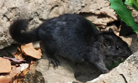 Loài thú cổ tuyệt chủng 11 triệu năm bỗng hồi sinh kỳ diệu ở Việt Nam 12 năm trước, khiến cả thế giới chấn động