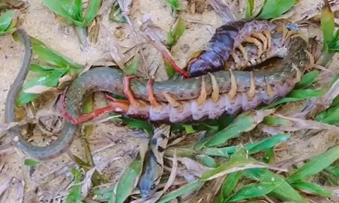 CLIP: Cuộc đối đầu kịch tính giữa rắn và rết, cái kết đầy bất ngờ