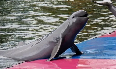 Bí ẩn loài cá từng bị nghi tuyệt chủng bỗng xuất hiện ở Việt Nam 4 năm trước: Rất quý hiếm, mua bán sẽ bị xử lý hình sự