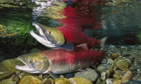 Loài vật duy nhất có khả năng khiến Trái đất rung chuyển mỗi khi ân ái, được nuôi nhiều ở Việt Nam