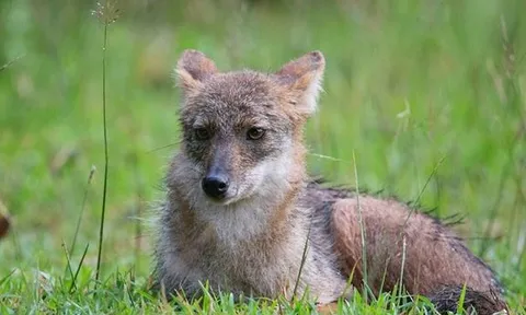 Loài thú hoang dã quý hiếm của Việt Nam: Cực khó bắt gặp, rợn người tập tính kỳ dị vào đêm trăng rằm