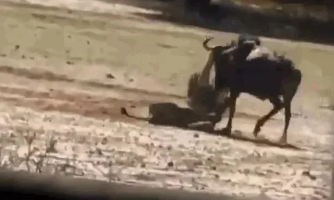 CLIP: Tóm gọn được linh dương đầu bò, sư tử vẫn phải đón nhận cái kết 'muối mặt'