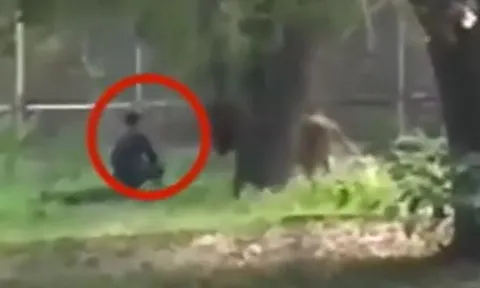 CLIP: Thanh niên chơi dại leo vào chuồng 'tâm sự' với sư tử rồi nhận cái kết không ai tin