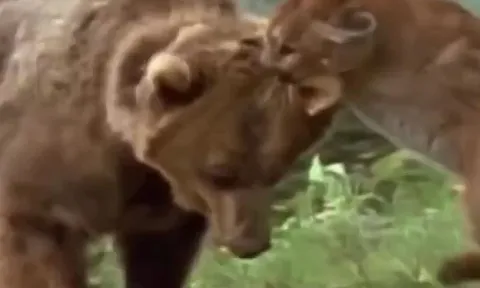 CLIP: Báo sư tử tử chiến với gấu xám Bắc Mỹ 'khổng lồ', thành công đánh đuổi kẻ thù để bảo vệ đàn con non