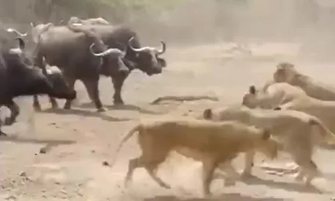 CLIP: Cuộc đối đầu căng thẳng chưa từng có giữa 500 con trâu và bầy sư tử