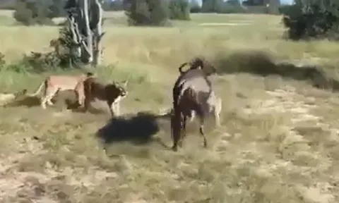 CLIP: Linh dương đầu bò một mình chống lại 8 con sư tử và cái kết khó tin