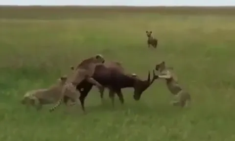 CLIP: Bị 5 con báo săn tóm gọn, linh dương vẫn thoát chết ngoạn mục nhờ 'vị khách không mời'