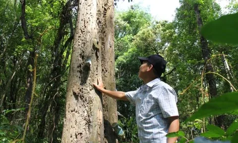 Khu rừng được bảo vệ nghiêm ngặt nhất Việt Nam: Sót lại từ thuở hồng hoang, sở hữu ‘kho báu’ vô giá