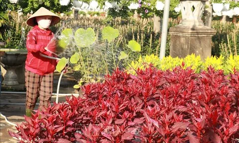 Xuân sớm trên những làng hoa  