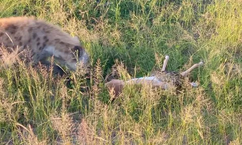 CLIP: Linh cẩu tham ăn, vô tình giúp linh dương thoát chết thần kỳ khỏi hàm trăn khổng lồ