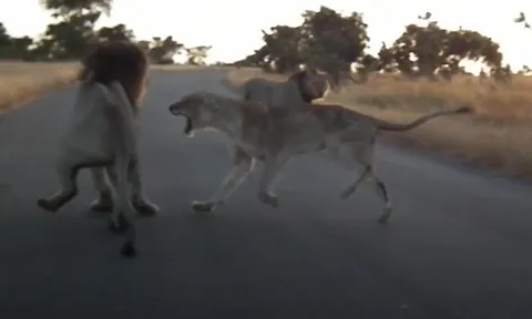 CLIP: Sư tử cái vùng lên đòi 'quyền nữ vương' khiến sư tử đực chạy té khói