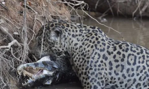 CLIP: Báo đốm lao mình xuống sông ‘thủy chiến’ kịch liệt với cá sấu Caiman