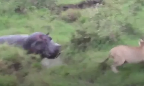 CLIP: Cả gan chọc tức hà mã, sư tử nhận cái kết nhớ đời