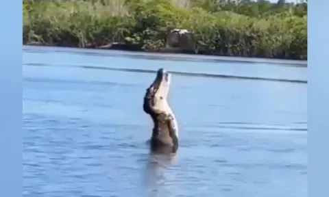 CLIP: Phát hiện bị "theo dõi", cá sấu tung cú nhảy bất ngờ đớp flycam