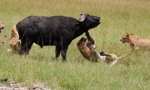 CLIP: Trâu rừng đực ‘đơn thương độc mã’ ác chiến với cả bầy sư tử và cái kết bất ngờ