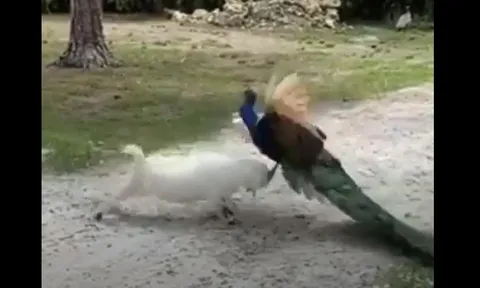 CLIP: Cuộc chạm trán kỳ lạ giữa chim công và dê trắng, bên nào là kẻ chiến thắng?