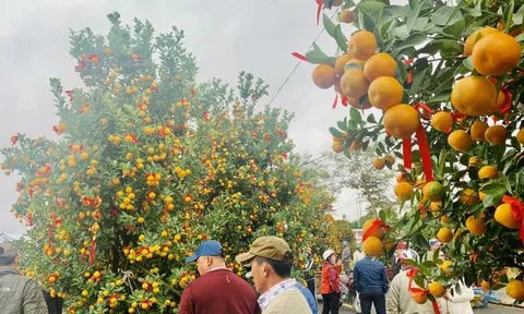 Thời điểm tốt nhất để mua đào, quất, mai trước Tết là bao lâu?