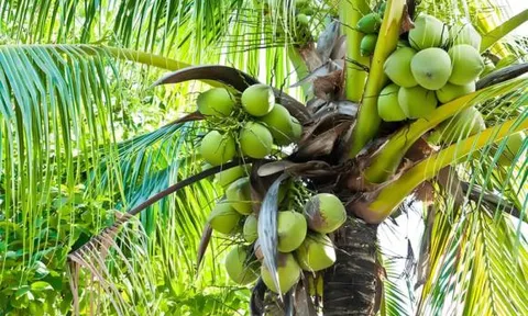 Cây dừa 'bất thường' nhất thế giới không cho ra một trái dừa nào nhưng lại nuôi sống hàng triệu người