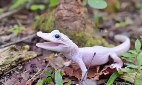 Bí ẩn loài cá sấu quý hiếm nhất thế giới, đôi mắt xanh như pha lê, vảy trắng, có giá 'trên trời'