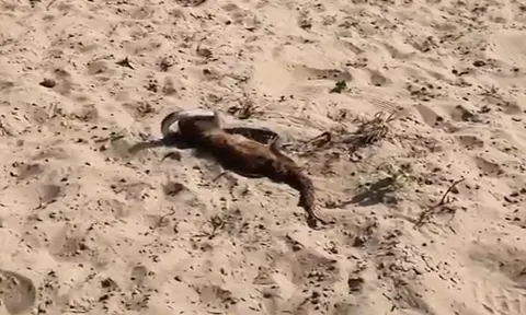 CLIP: Cuộc chiến sinh tử giữa cầy mangut với rắn hổ mang, cái kết đầy bất ngờ ở phút chót