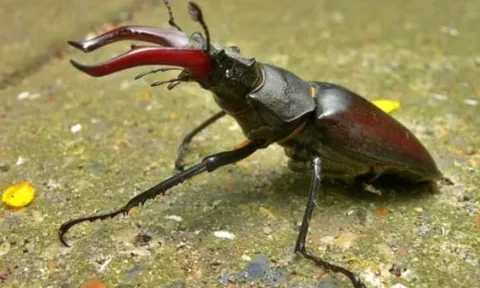 Loài bọ đắt nhất thế giới được giới siêu giàu săn lùng về làm thú cưng, 2 tỷ đồng mỗi con cũng không có mà bán