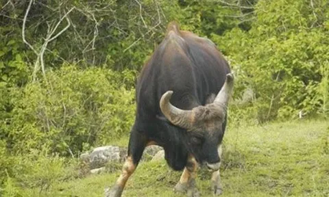 Việt Nam có loại bò lớn nhất thế giới sắp tuyệt chủng: Nặng đến 2 tấn, túi mật có giá 60 triệu, chỉ còn 300 cá thể